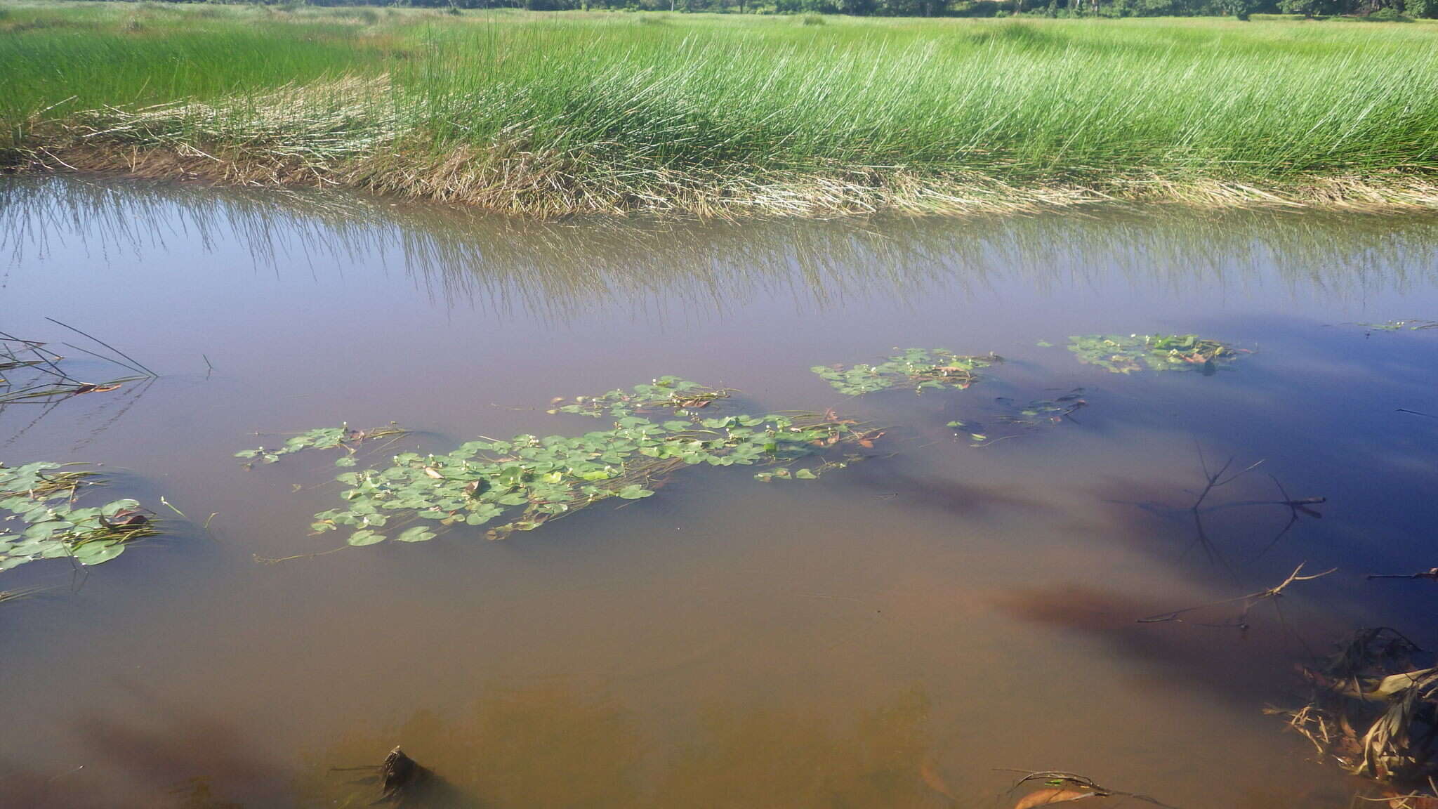 Image of Sagittaria guayanensis subsp. lappula (D. Don) Bogin