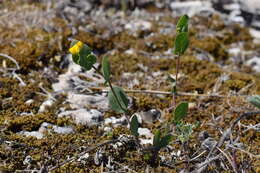 Image of yellow crownvetch