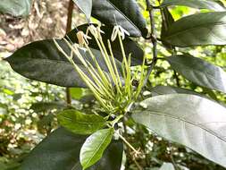 Image de Oxyanthus pyriformis subsp. pyriformis