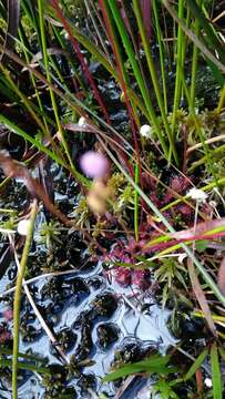 Image of Drosera communis St. Hil.