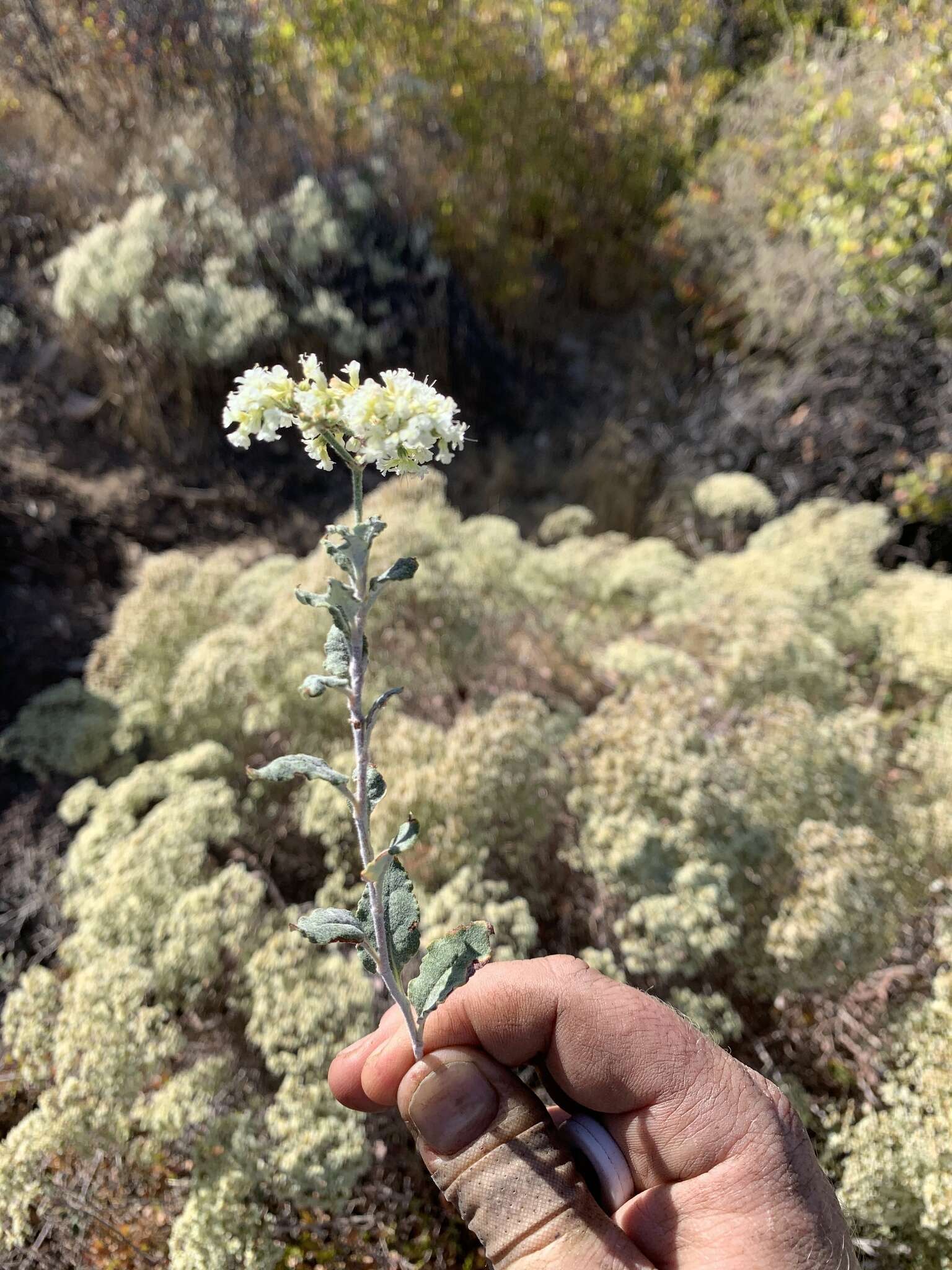 Image of crispleaf buckwheat