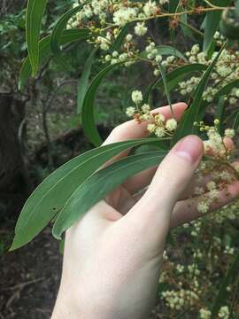 Plancia ëd Acacia falcata Willd.