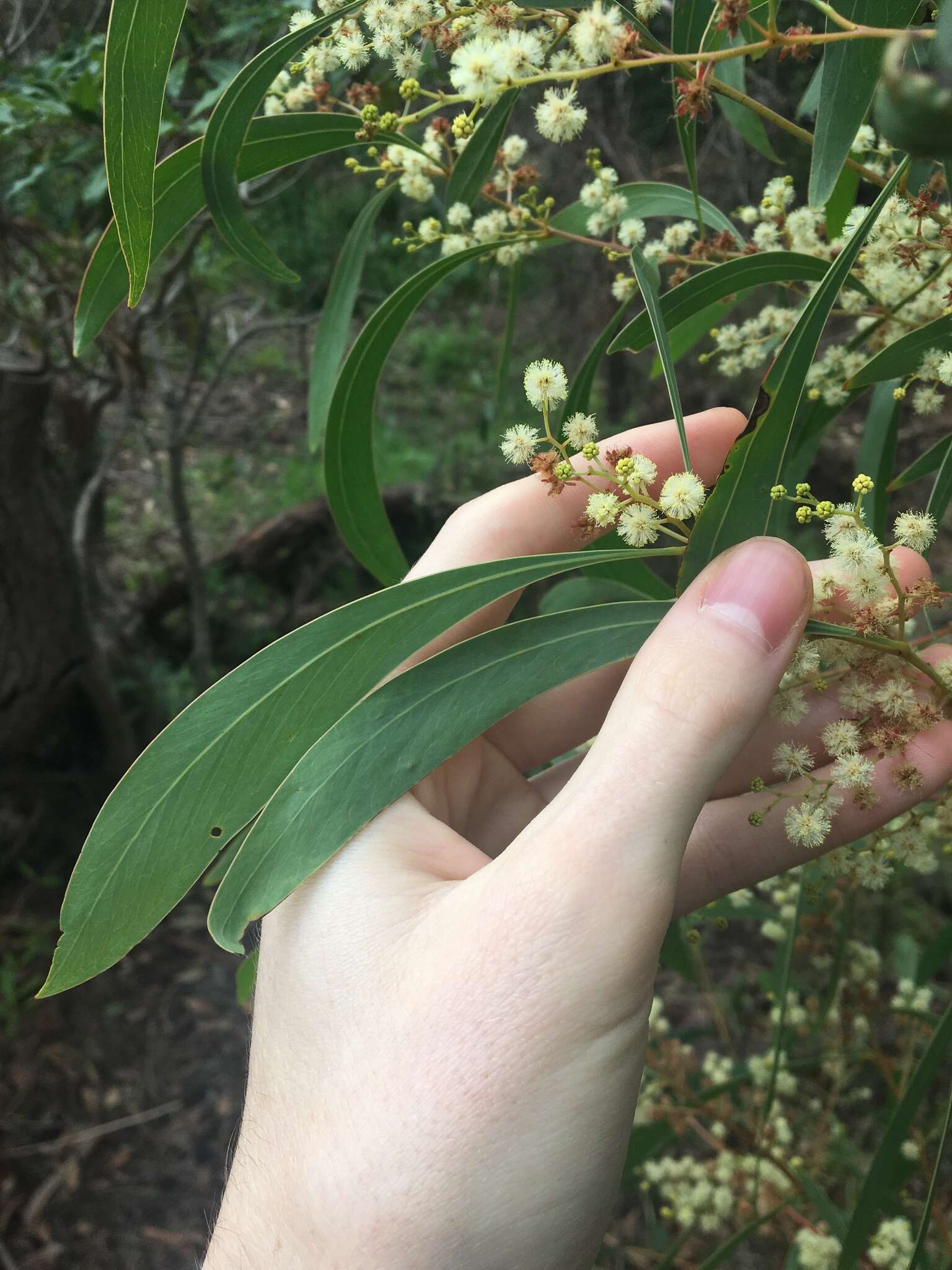 Слика од Acacia falcata Willd.