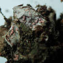 Image of illosporium lichen