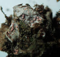 Image of illosporium lichen