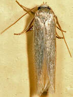 Image of Calosima argyrosplendella