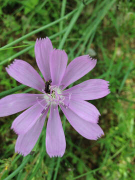 Image of Texas skeletonplant