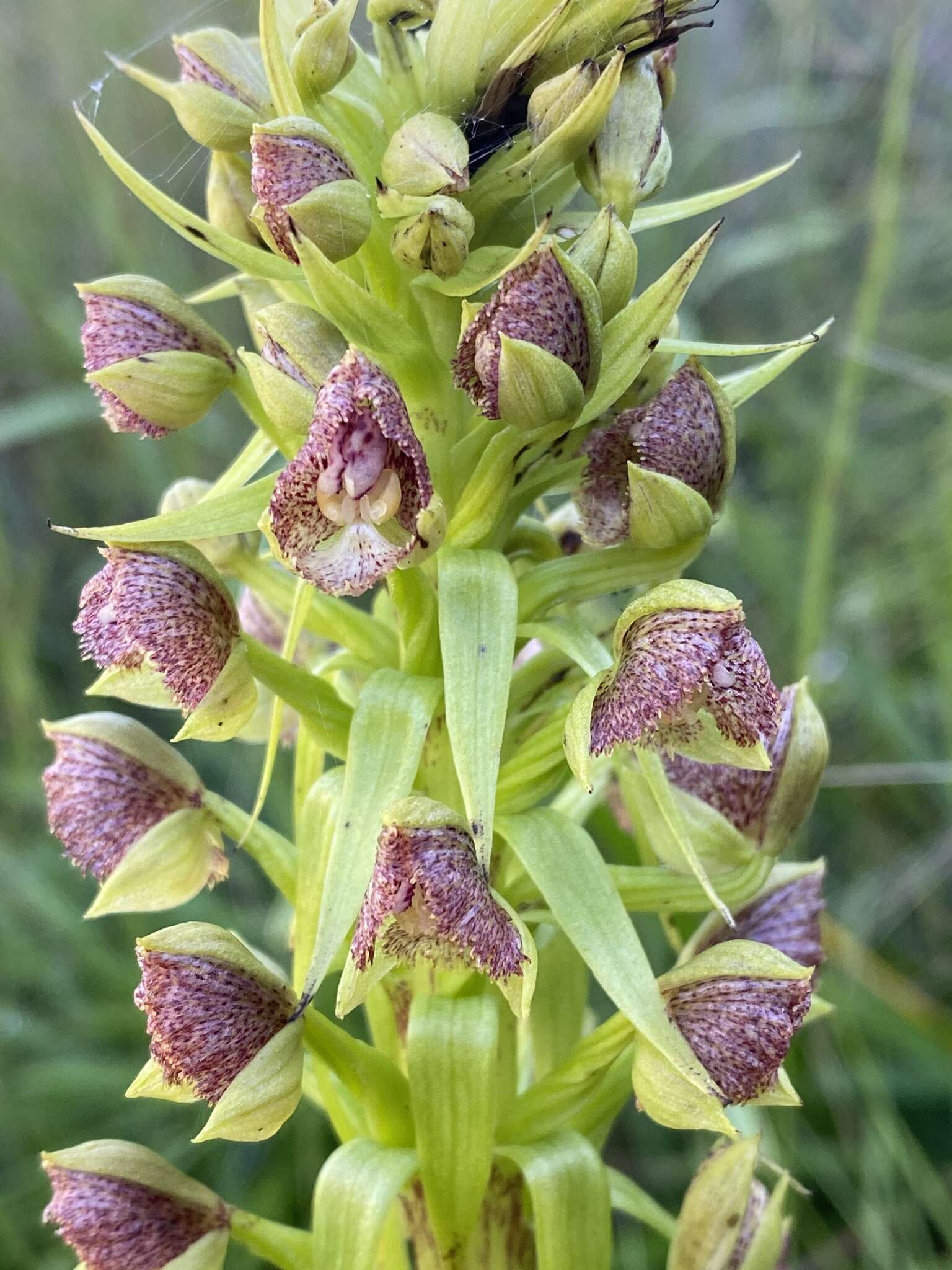 Image of Pterygodium magnum Rchb. fil.