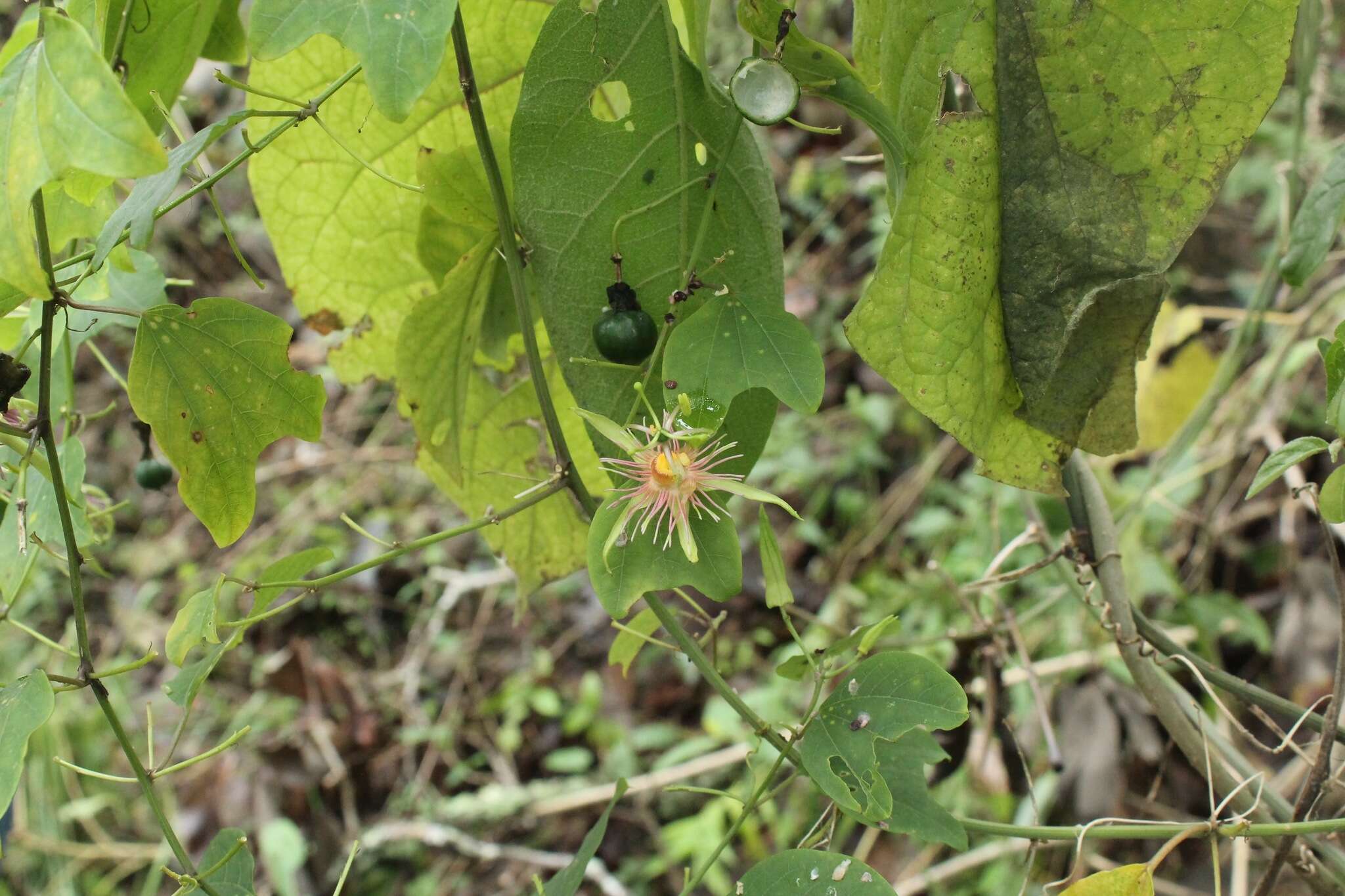 Passiflora jorullensis Kunth的圖片