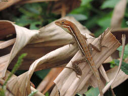 Image of Grass Anole