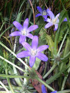 Image of dwarf brodiaea