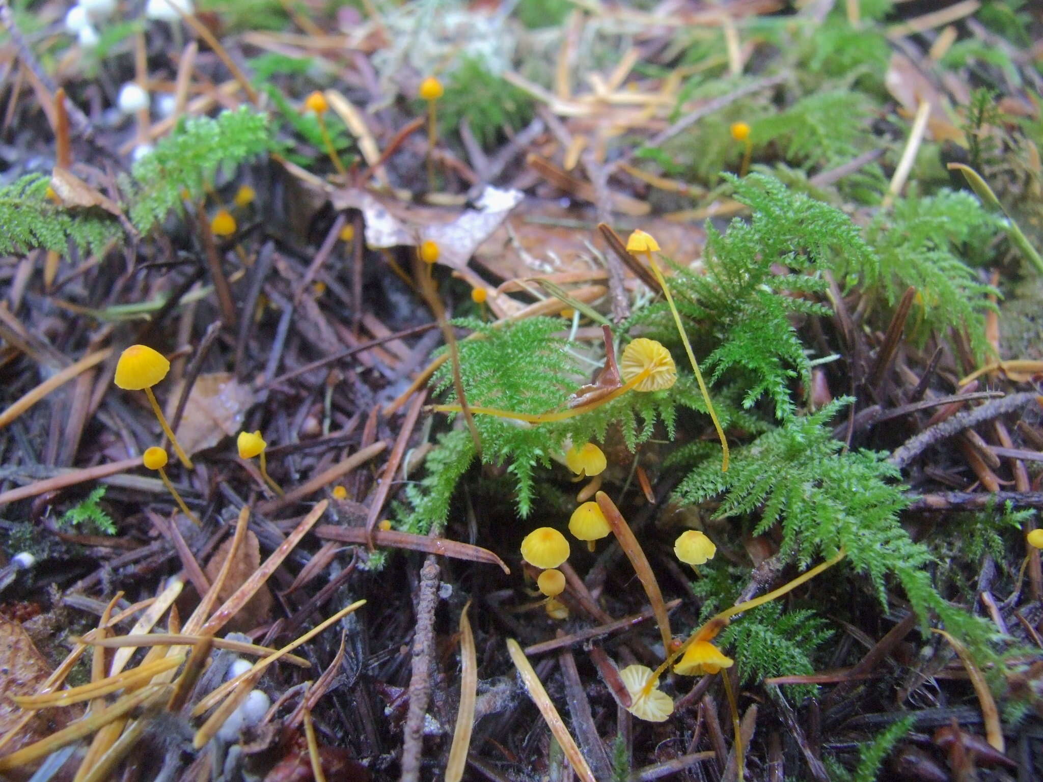 Mycena oregonensis A. H. Sm. 1936的圖片