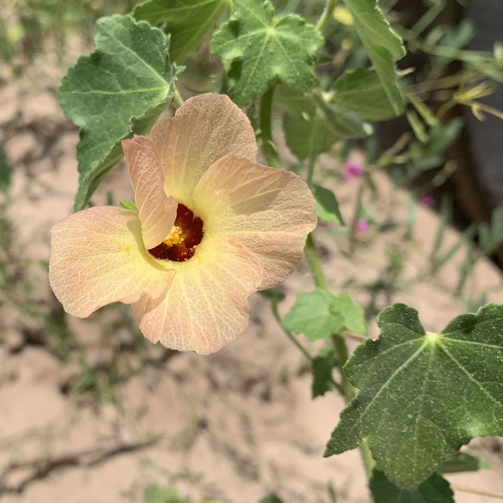 Image of Hibiscus schinzii Gürke ex Schinz