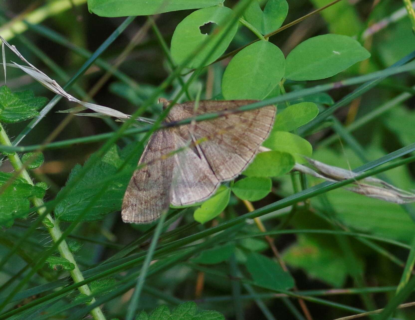 Image of jubilee fan-foot