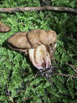 Image de Gyromitra californica (W. Phillips) Raitv. 1965