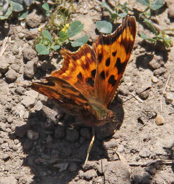 Image of Satyr Comma