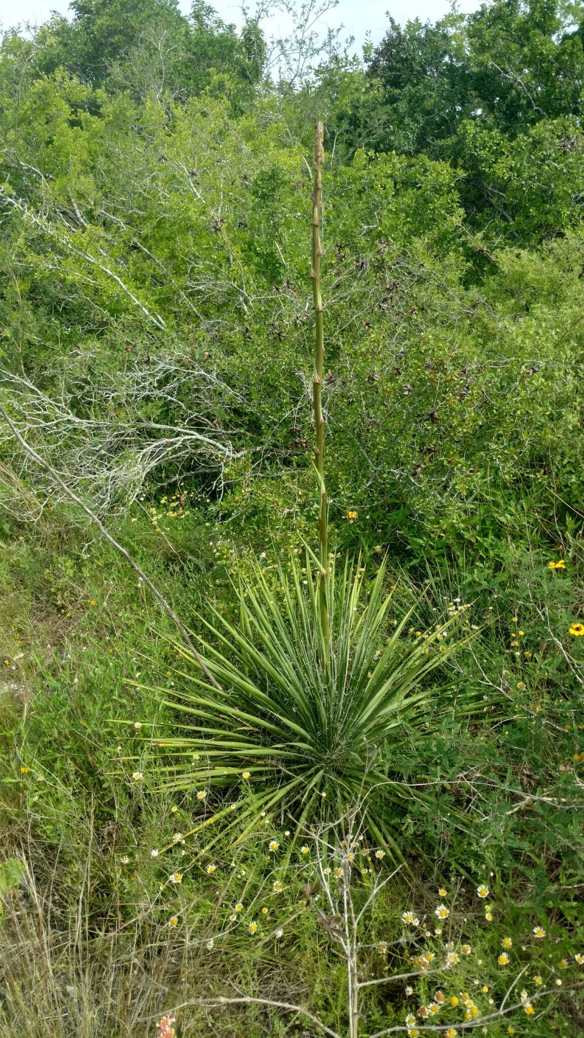 Image of Buckley's yucca