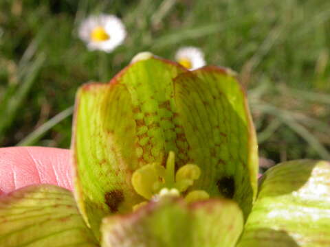 Fritillaria graeca subsp. thessala (Boiss.) Rix resmi