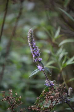 Image of Cunila lythrifolia Benth.