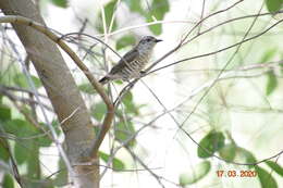 Image of Little Bronze Cuckoo