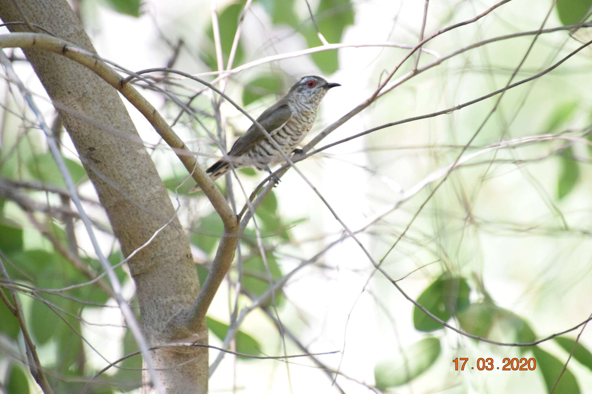 Image of Little Bronze Cuckoo