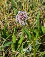 Image of Cordilleran Valerian