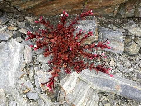 Image of Epilobium porphyrium G. Simpson