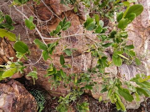 Imagem de Combretum vendae A. E. van Wyk