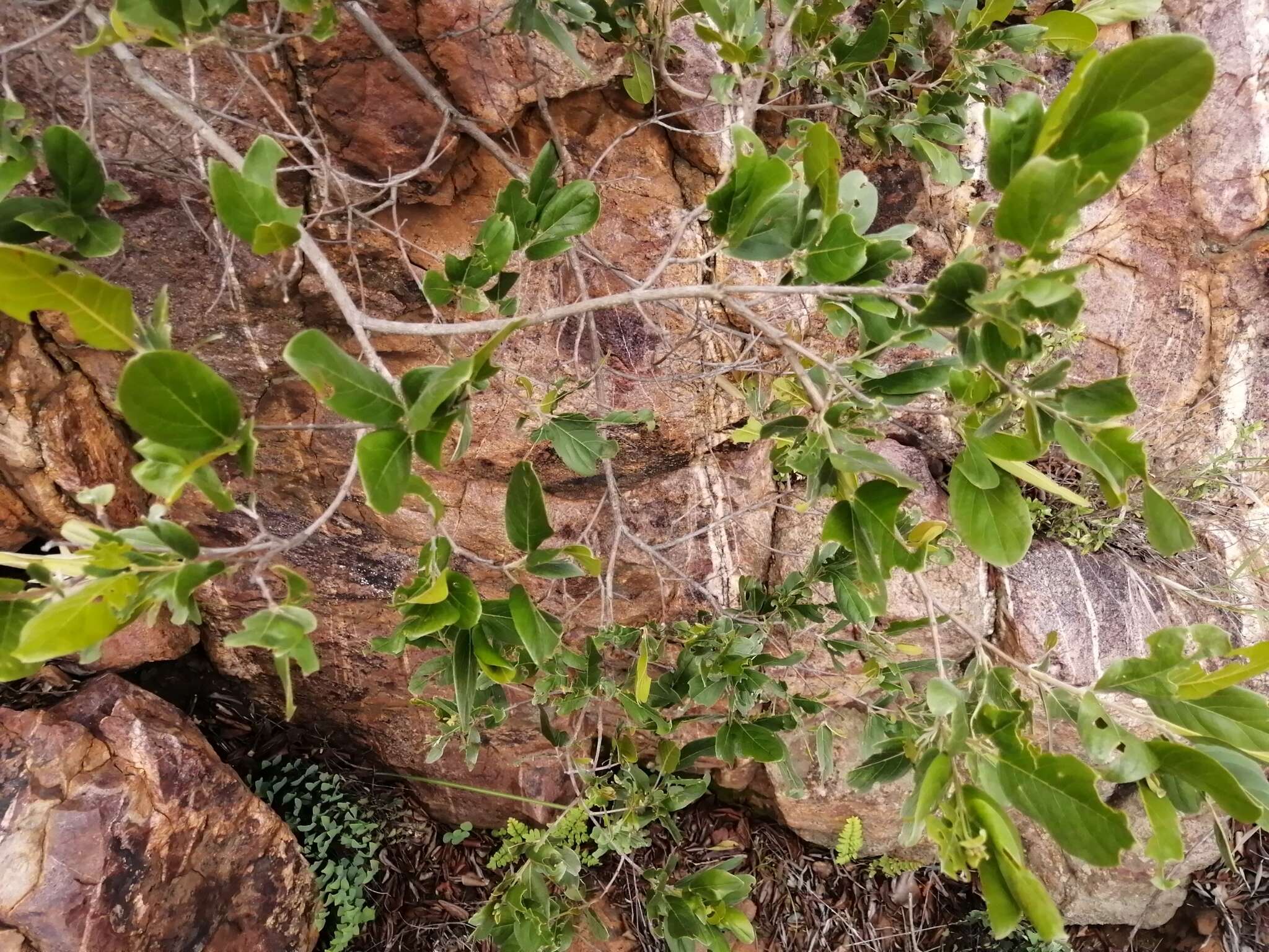 Imagem de Combretum vendae A. E. van Wyk