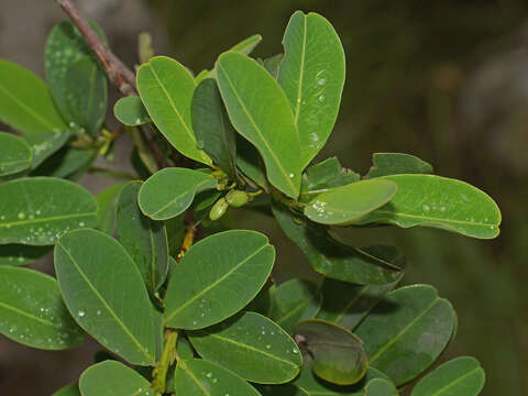 Erythroxylum pictum E. Mey.的圖片