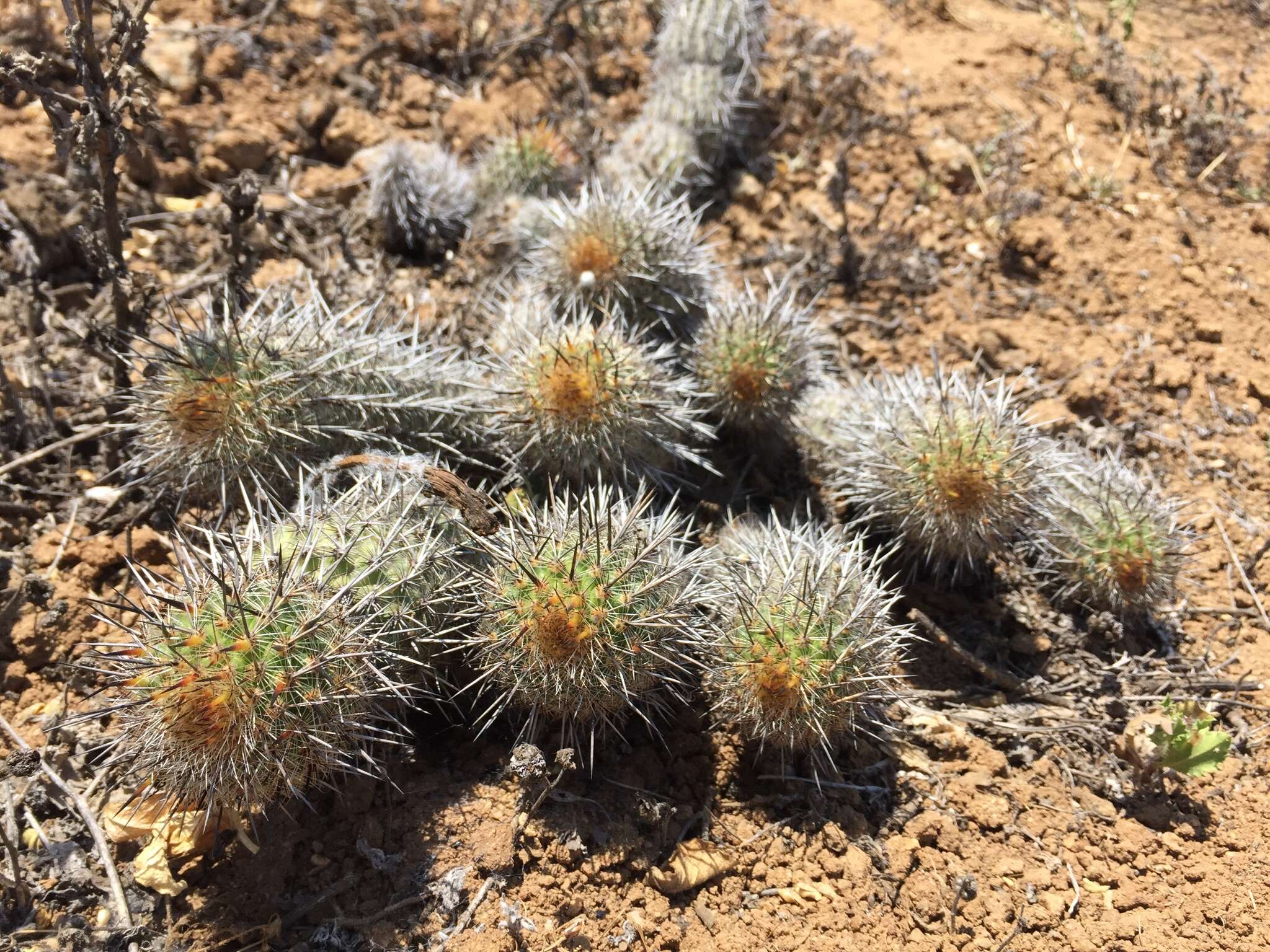 Imagem de Haageocereus decumbens (Vaupel) Backeb.