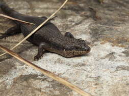 Image of Black Crevice-skink