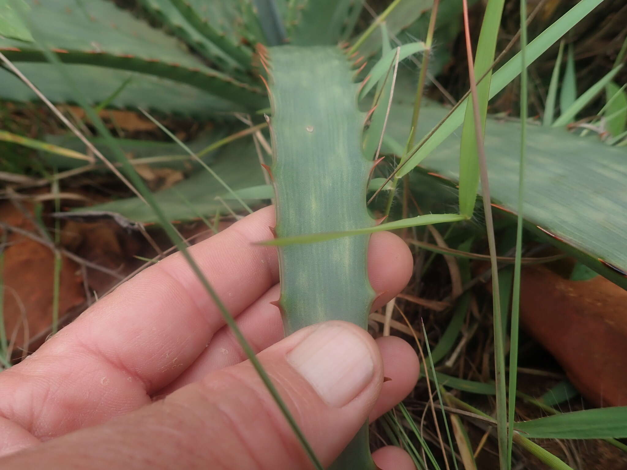 Aloe fosteri Pillans resmi