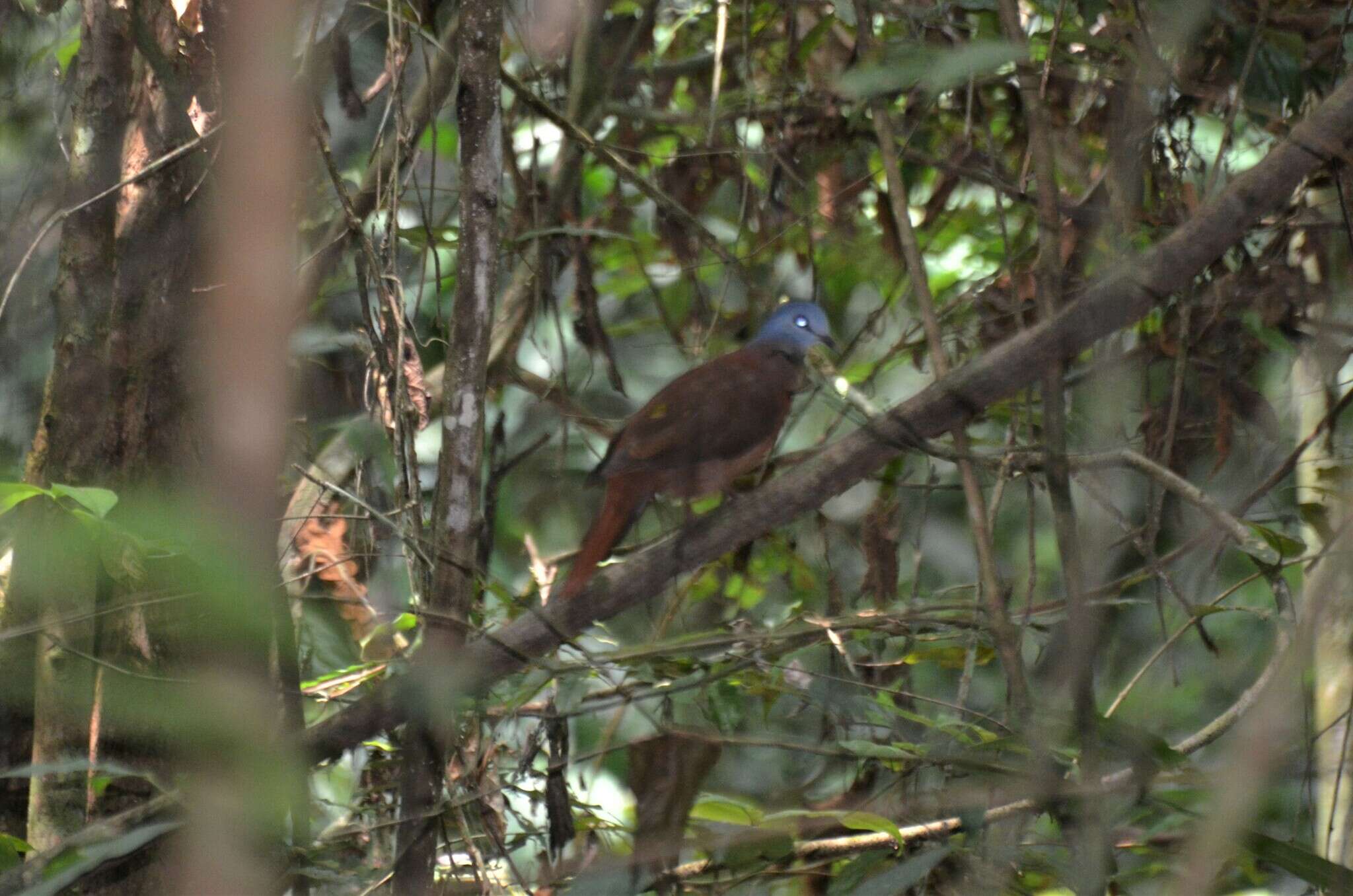 Image of Blue-headed Wood Dove