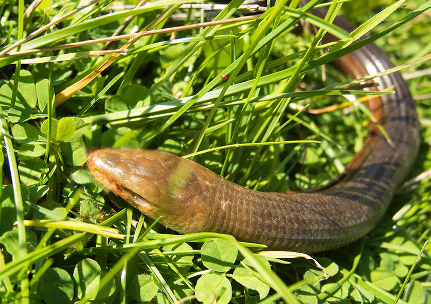 Image of legless lizard