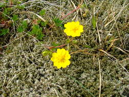 Слика од Potentilla crantzii (Crantz) Beck