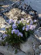 Campanula versicolor subsp. tenorei resmi