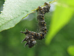 Image of Half-Wing