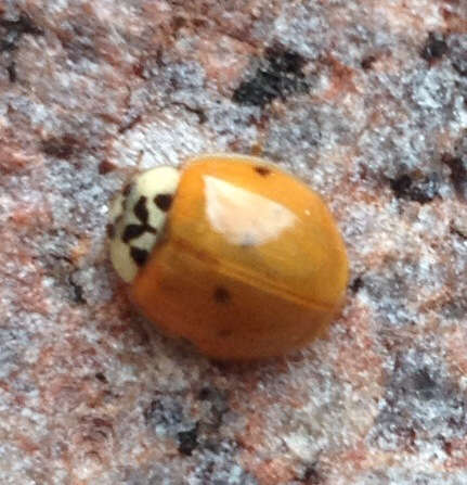 Image of Harlequin Ladybird