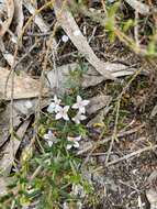 Image of Cyanothamnus nanus