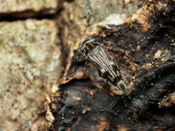 Image de Tomoxia lineella Le Conte 1862