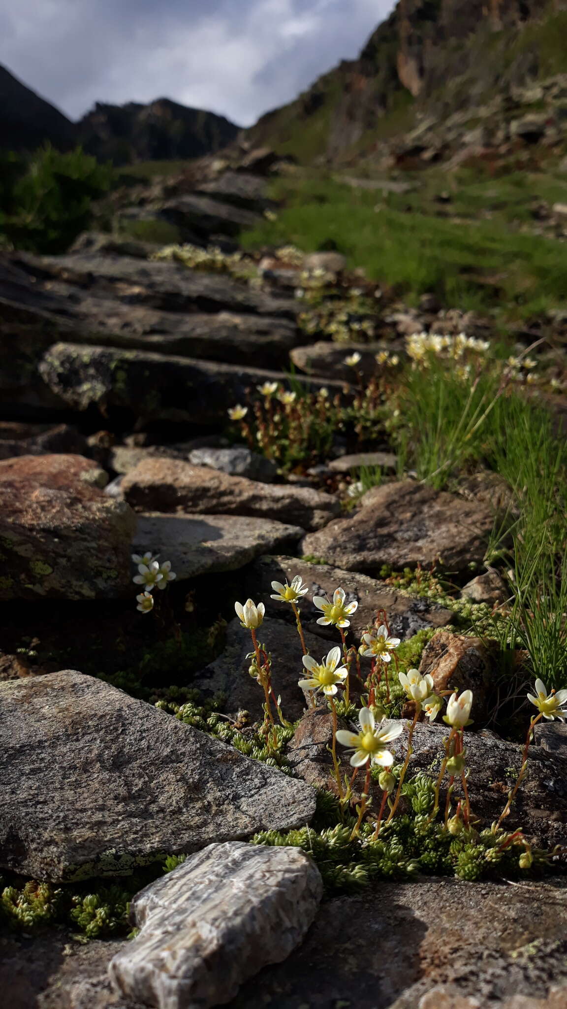 Слика од Saxifraga bryoides L.