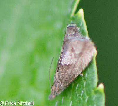 Image of Dichrorampha acuminatana Zeller 1846