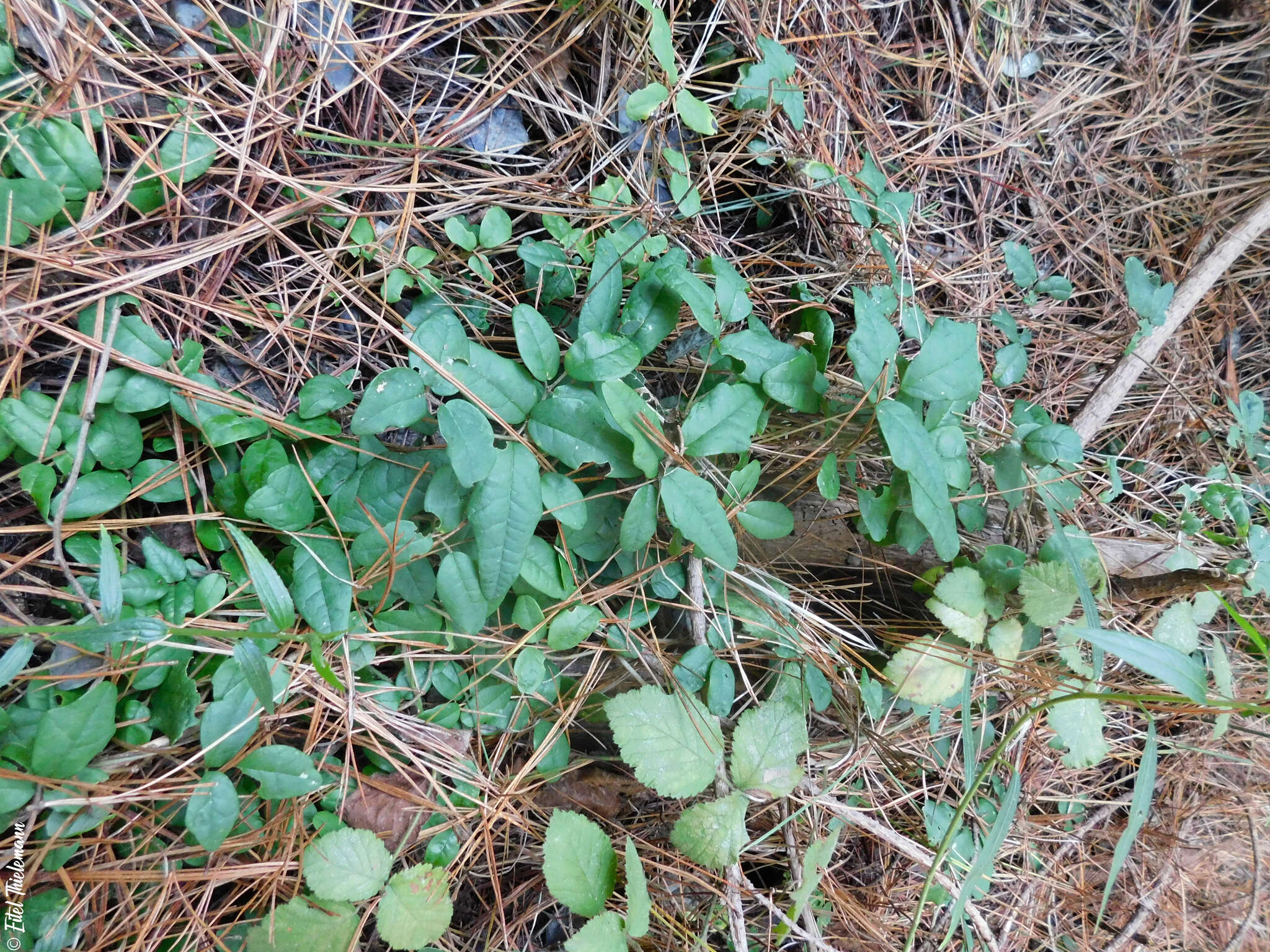 Imagem de Boquila trifoliolata (DC.) Decne.