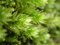 Image of oligotrichum moss