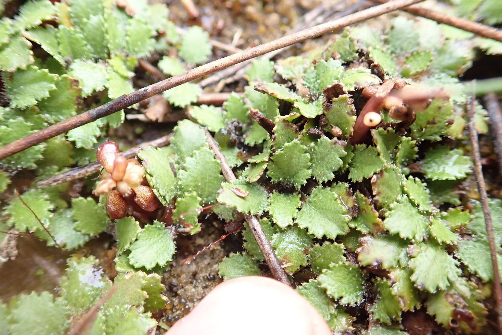 صورة Gunnera arenaria Cheesem. ex T. Kirk