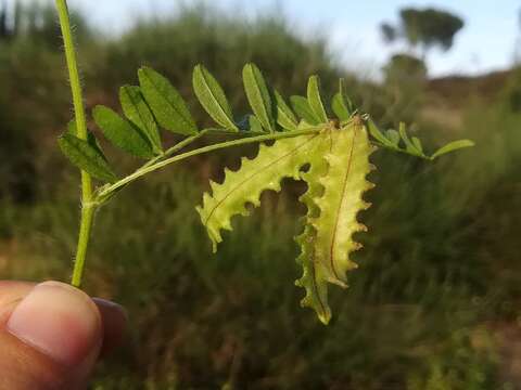 Image of Astragalus pelecinus (L.) Barneby