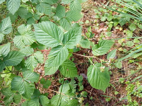 Image de Rubus polonicus Barr. ex Weston