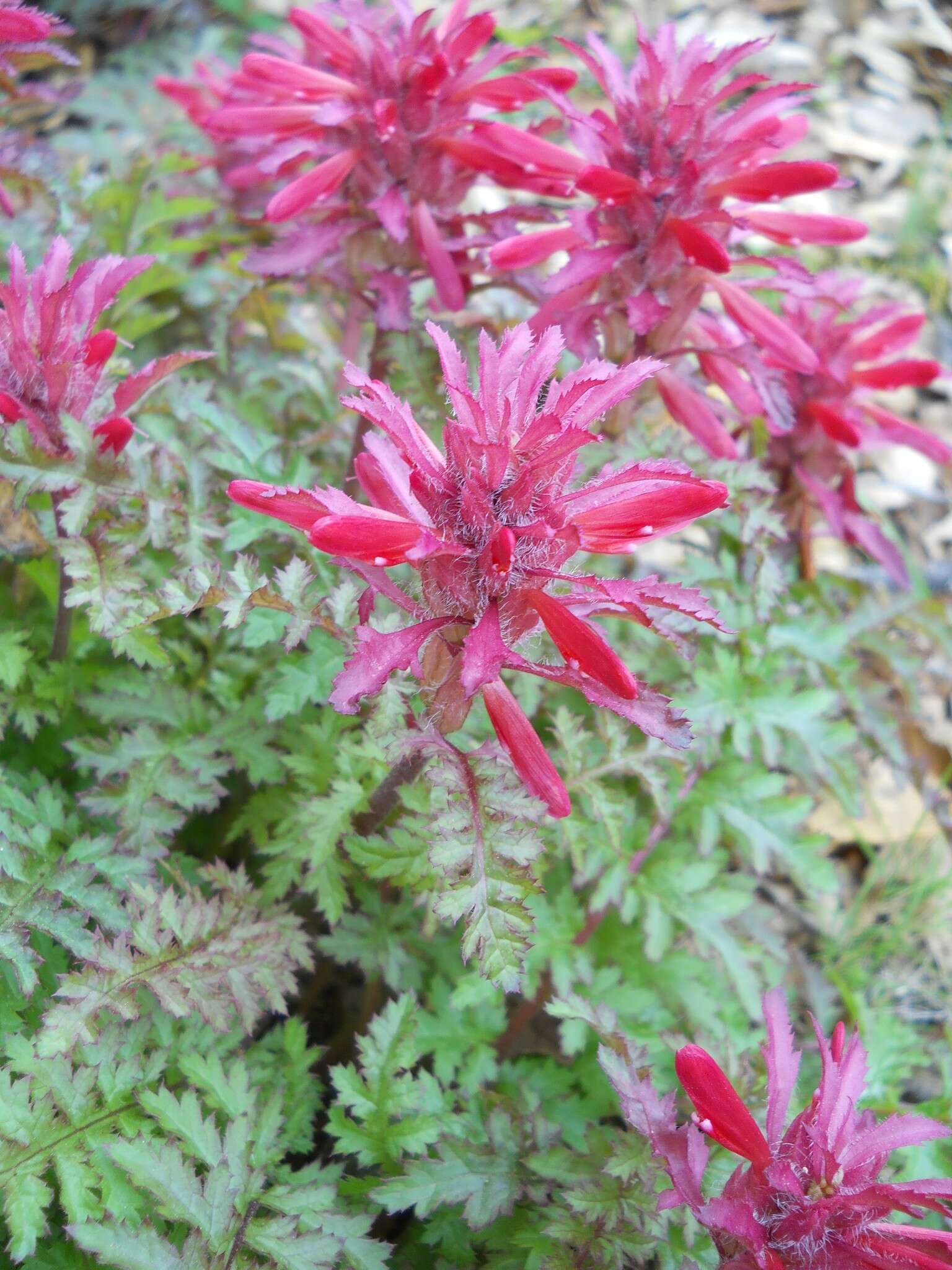 Слика од Pedicularis densiflora Benth.