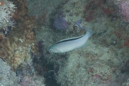 Image of Disco Blenny